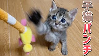 初めてのおもちゃに本気の猫パンチを炸裂させる子猫【保護猫】