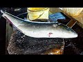 GIANT BEAUTIFUL RAINBOW RUNNER FISH CUTTING