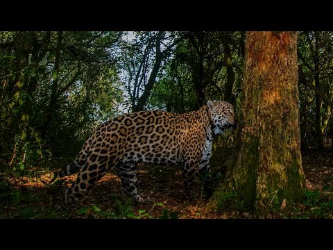 Registran un nuevo yaguareté silvestre en el Parque Iberá en Corrientes