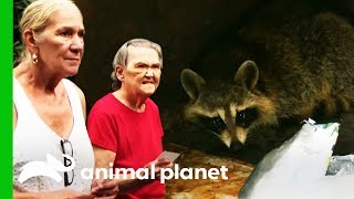 These Ladies Have Found A Raccoon Trapped In A Dumpster | North Woods Law