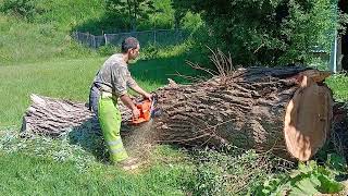 Cutting Down A Big Willow Tree Stump