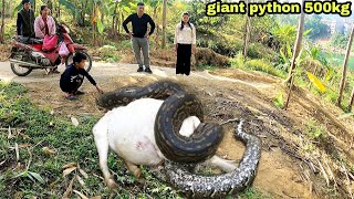 Mother and daughter ran away when they discovered a 500kg giant golden python