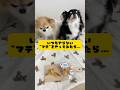 チワワ兄妹、同じように育てたはずなのに…(泣)#dog #チワワ #ブラタン #可愛い #犬 #癒し #chihuahua #ちわわ #愛犬 #いぬ