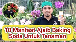 10 Manfaat Ajaib Baking Soda Untuk Tanaman Dan Hobi Berkebun, Tips Agar Tanaman Sehat dan Subur..!!