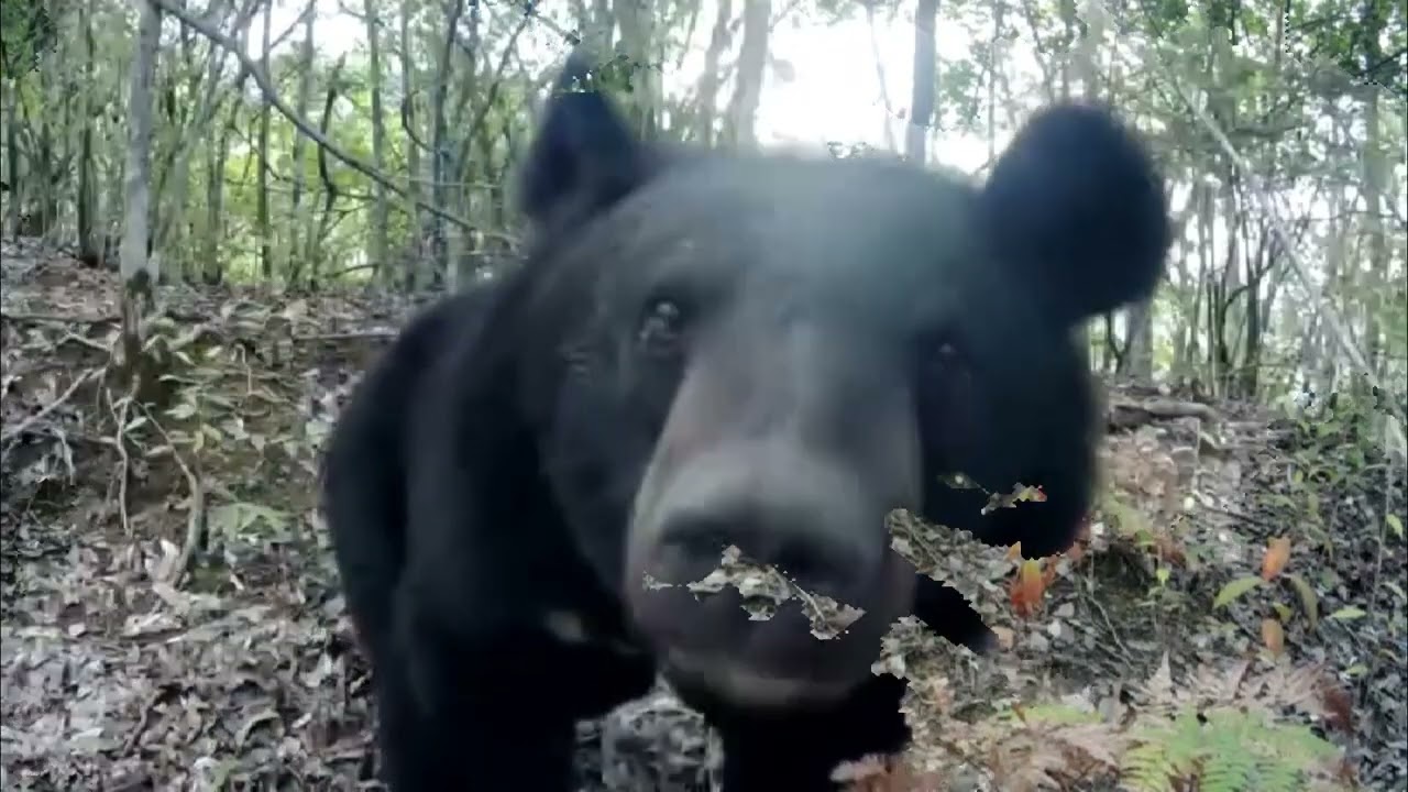 A family of three Asian black bears were captured for the first time in China's Chongqing.