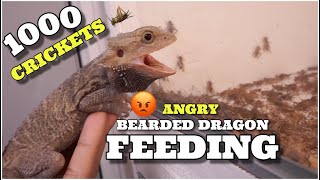My Angry Bearded Dragon Vs 1000 Crickets Feeding Frenzy!