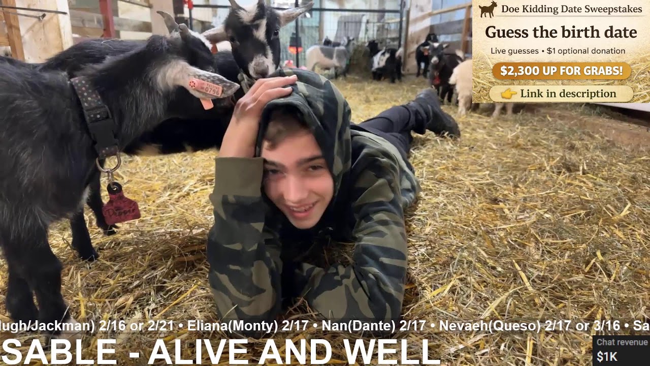 Angel Watch - Down to 16 does to deliver!