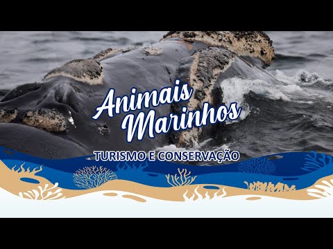 Animais Marinhos - Turismo e Conservação (Documentário)