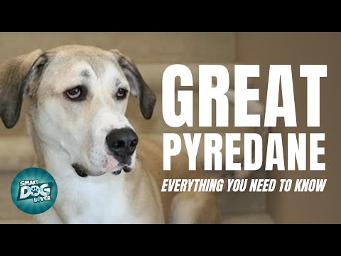 Video: 44 Nama untuk Anjing Dengan Telinga Besar