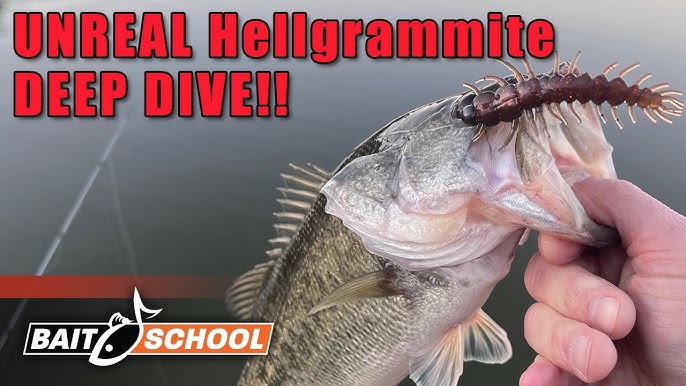 How To Catch/Find Hellgrammites: BEST Fishing Bait (Smallmouth