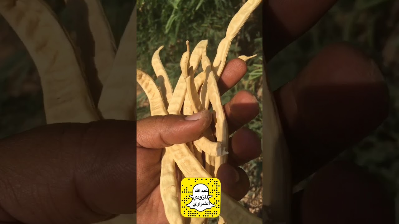 الفرق بين الغاف الخليجي و غاف المسكيت او الغويف