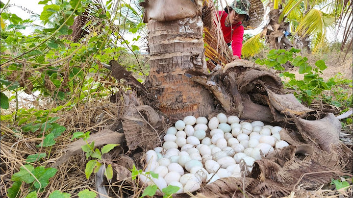 OMG a farmer pick a lot of duck eggs under grass at rice field near road pick by hand skills