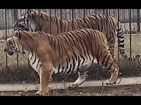 Video: Sumatro tigras: aprašymas, veisimasis, buveinė