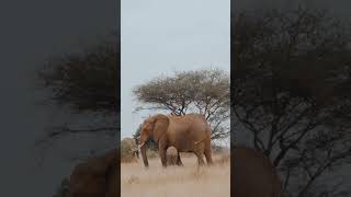 African Elephant: Mom & Baby #shorts #elephant #africanelephant