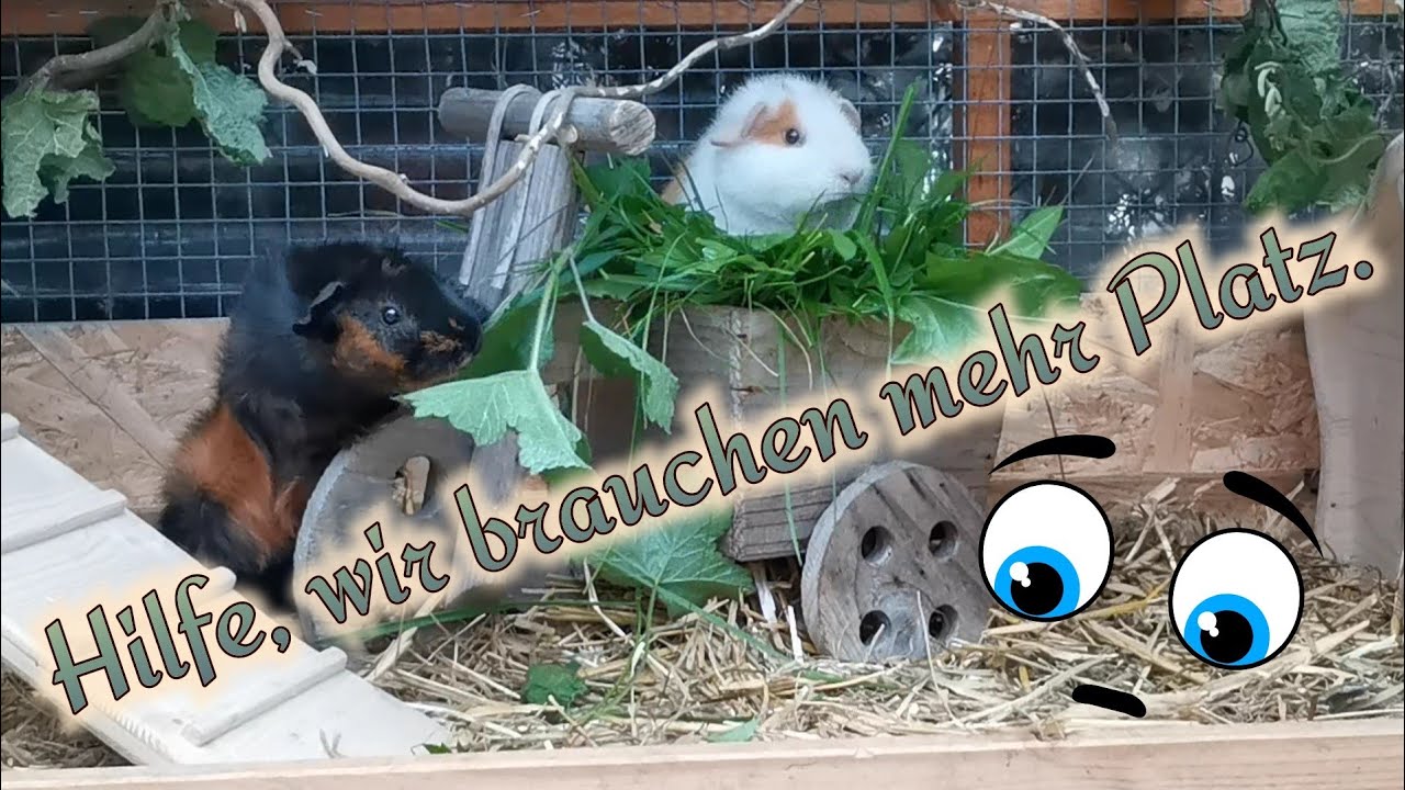 Meerschweinchen - Außengehege wird umgebaut / Wie schaffe ich noch mehr Platz für meine Meeris ?