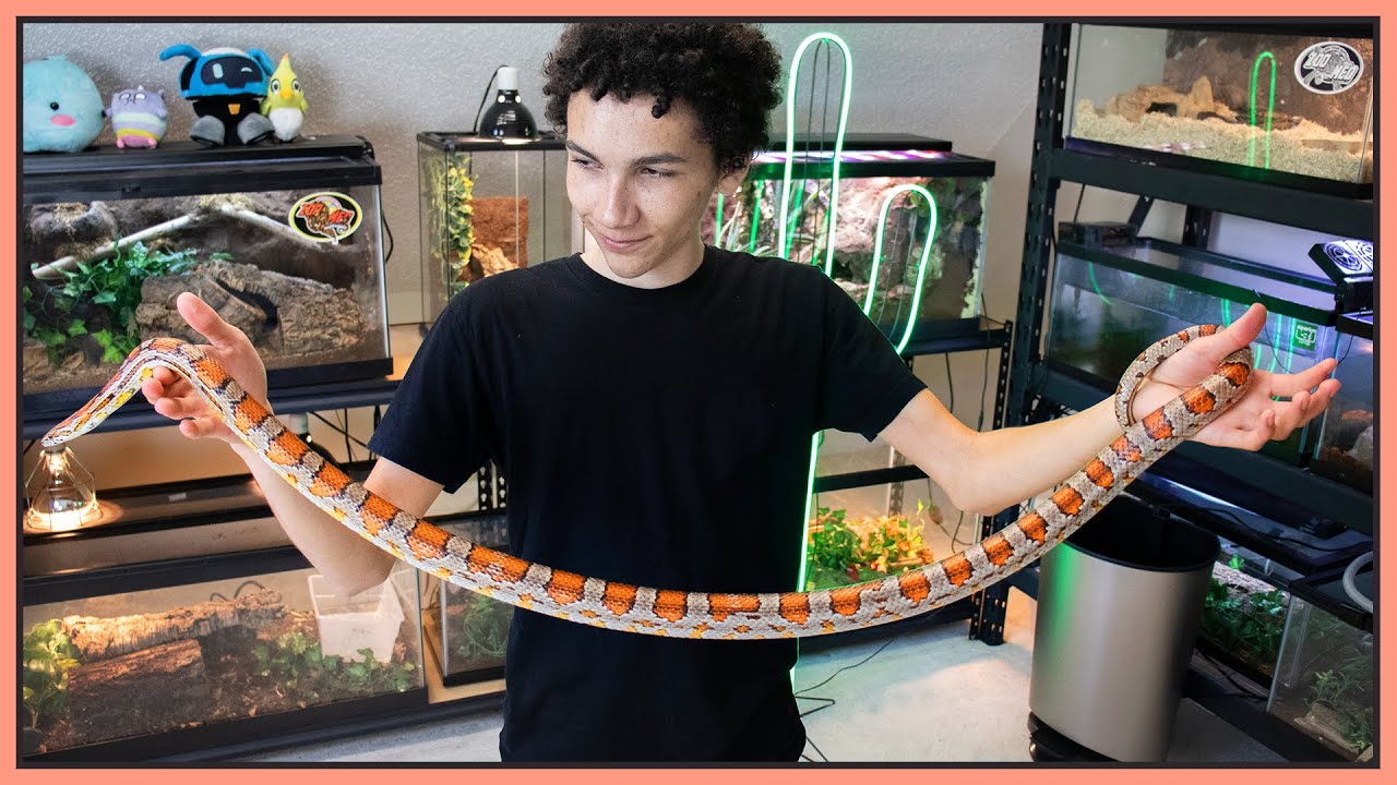 Why I'm downsizing my reptile collection