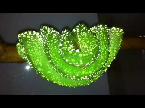 Green tree python