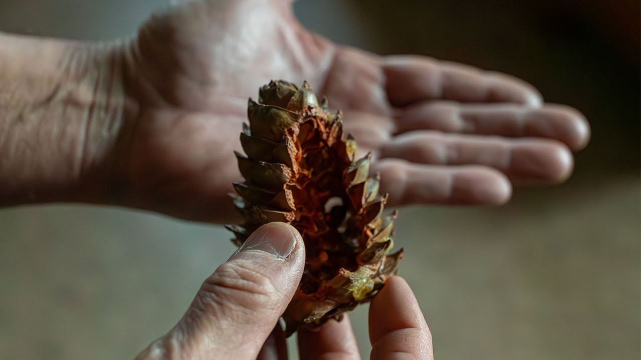 Pinecone, Acorn—Or Urban Legend? | The Deeper Meaning Of Our Logo - YouTube