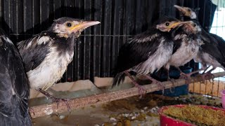 UPDATE STOK & HARGA ABADI BIRD BANDUNG KOMPLIT! 4/9/2025