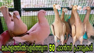 മനഹരമയ Pigeon Loftലകക Myയതര Malayalam Fancy Pigeon Loft Review