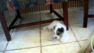 Puppy Video 08-23-10.avi