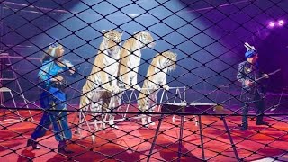Тигры на арене цирка, Love Stories - циркові мандри (08.03.2021 Киев, Национальный цирк Украины)