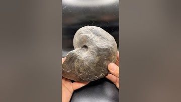 This FOSSIL Is STILL ALIVE #fossilhunting #whitbyfossils #geology #paleontology #ancient