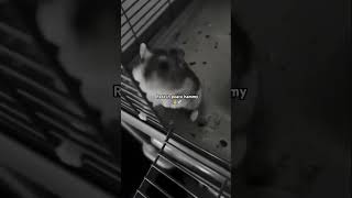 Gone to soon #hamsterkombat #diddy #fyp #shorts #animals #cute