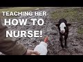 Teaching a Baby Calf How to Nurse From its Mom