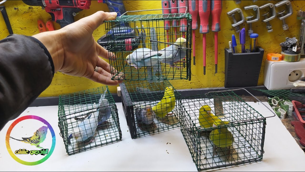 تعلم كيف تصنع أسهل قفص لنقل أزواج البادجي #للبادجي_عشق