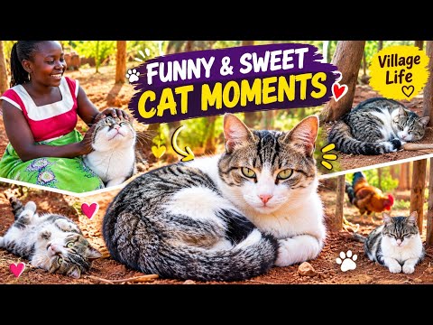 The Cat Moments You NEED to See Today! 🐱❤️ | Village Life|Funny & Sweet Cat Moments