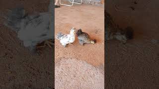 Galinha Polonesa Ou Pica-Pau