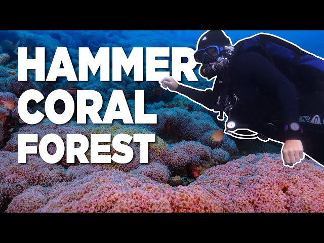 Discovering MASSIVE Coral Colonies Diving In Indonesia class=