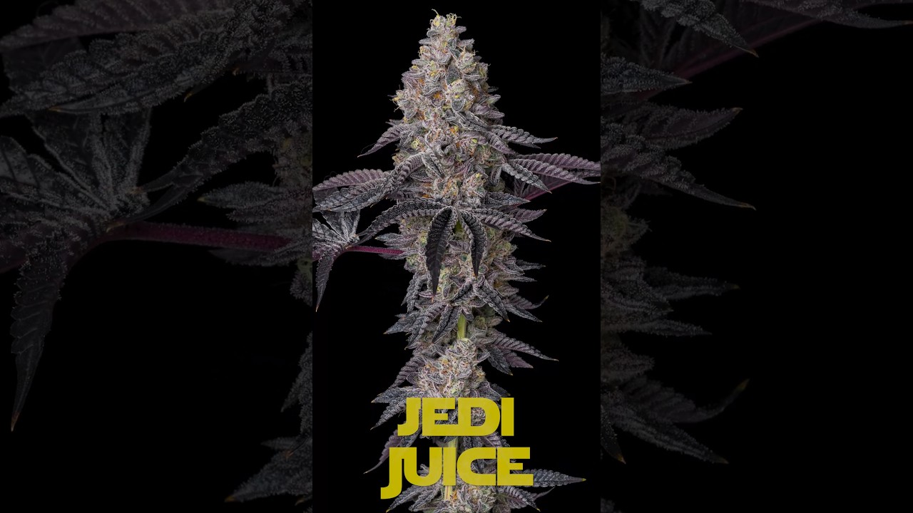Jedi Juice - Baby Yoda X Nerds Rope - Elev8