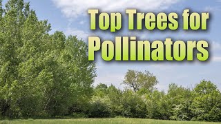 Trees for Pollinators – Family Plot