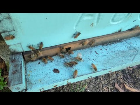 March external inspections my #2 & 3 apiaries - YouTube