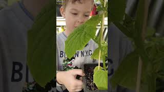 Сын помогает с рассадой огурцов, помидор, перцев