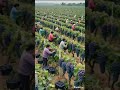 Eikhini Aangur Khale Raati Tuponi Khoti Huwatu Khatang Eikhini Aangur Khale Raati Tuponi Khoti Huwatu Khatang