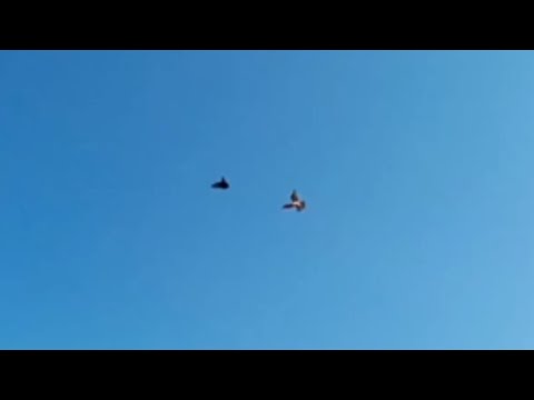 Голубь vs ястреб; pigeon vs goshawk.