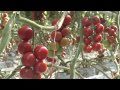 Tasty Tasty Tom tomatoes from Vereijken Kwekerijen in the Netherlands