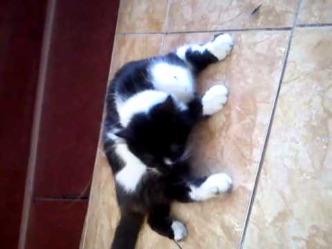  Kucing  gendut  YouTube