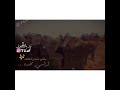ردي شعراتك عباديه ردي شعراتك عباديه