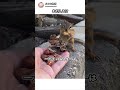 リスが勝てない理由