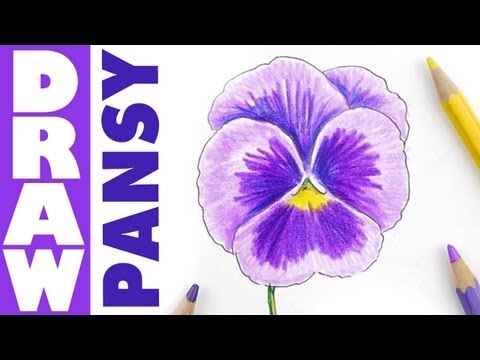 Video: How To Draw Pansies