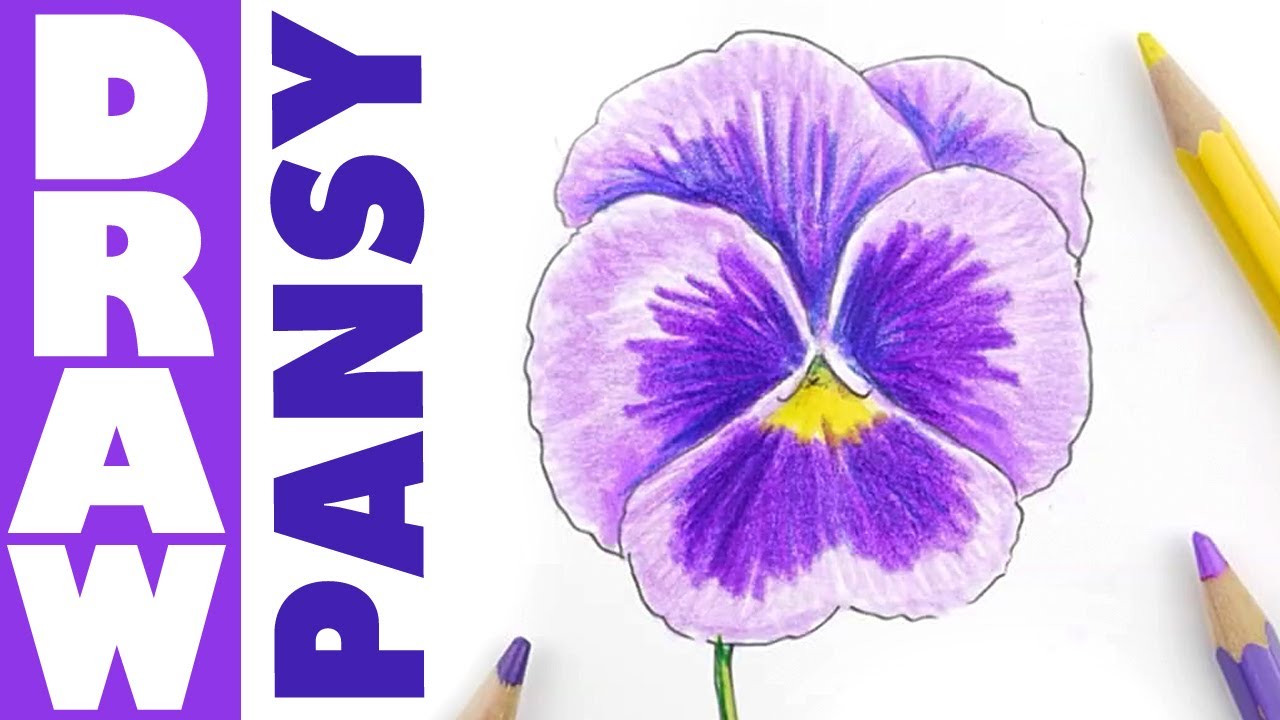 Pansy Flower Drawing
