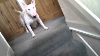 Bull terrier crazy funny dog
