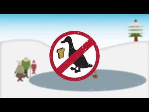 Video: Soll man Enten Brot füttern?