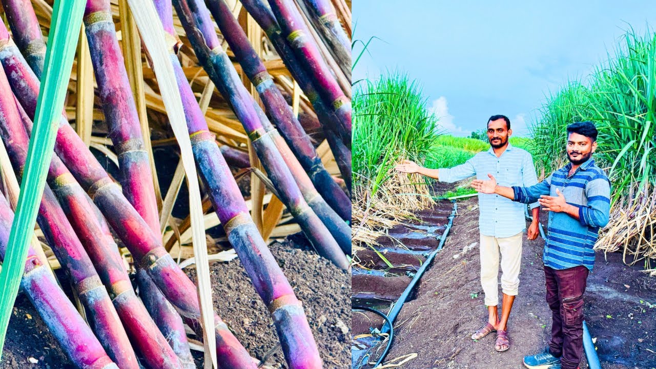 एकरी 100 टन ऊस उत्पादन | असे केले सुधारित व्यवस्थापन | Sugarcane Farming In Maharashtra