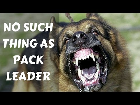 Video: Alpha Dog Myth: Er Dominance Training Mishandling?