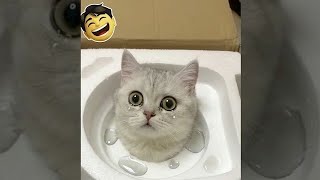 Cats Being Weird Again 🤣 The Funniest CATS Video 2026" 